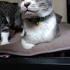 バーイナ