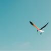 BIRD DESIGN WORKS