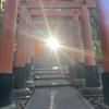 寄り添うラクダ