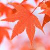 いろは紅葉（もみじ）