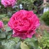 wakahealingflower