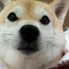 madoriマニア