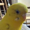 ここちゃま　動画編集