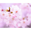 counselor桜