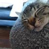 ねーこ♡