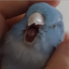 あめはた