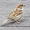 ペンギン系男子 からさん