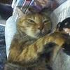 かつおぶしトラねこ