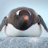 ペンギン
