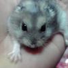 にーぽん