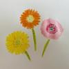 gerbera ガーベラ