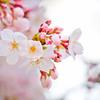 Healing Room 桜