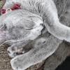neko12
