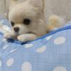 ねむねむねむわんこ