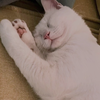 Momo_7