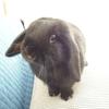 椎名おはぎ