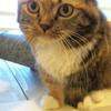 ねこた みどでん