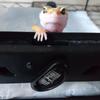 ペットショップ店員︰ハル