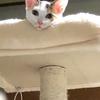 白蓮はくれん