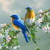 oiseaux4