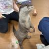 カワウソ22