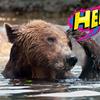 クマった！