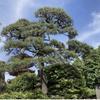 pinepinepine