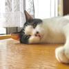 にゃごろう