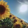 sunflower24