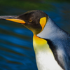 ペンギン社長