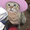 ねねここねこ
