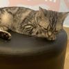 ななこ✨