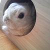 hirols