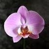 誕名学鑑定ーOrchid