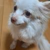 但野陽音