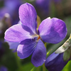 violet0702
