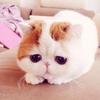 ねこらんらんらん