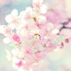 momosakura受付停止