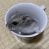 vほとりv