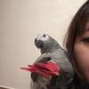 アムセル