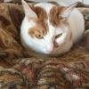 猫とエクセル