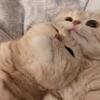 ✿あかねです❀
