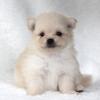 nono_dog