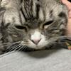 ただの猫ではないよ