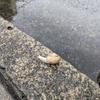 晴れのち蝸牛