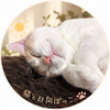 猫と日向ぼっこ