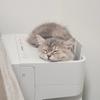 Nekoyou