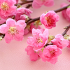 光道桃花