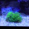 アクアリウム補助隊