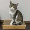 くろろほるむ